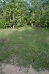 Aphyllodium biarticulatum