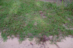 Aphyllodium biarticulatum