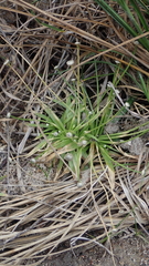 Eriocaulon truncatum