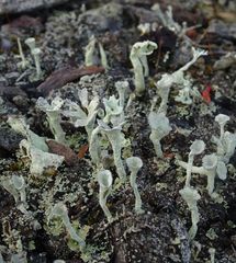 Cladonia deformis