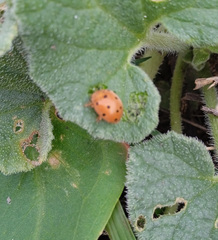 Henosepilachna argus