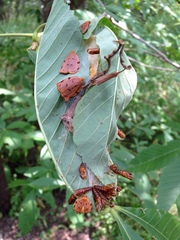 Archips rileyana