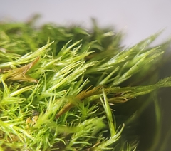 Flexitrichum gracile