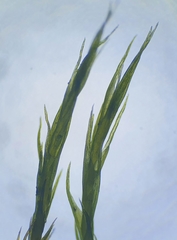 Flexitrichum gracile