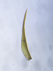 Flexitrichum gracile