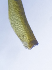 Flexitrichum gracile