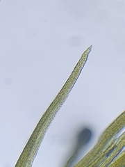 Flexitrichum gracile