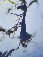 Flexitrichum gracile