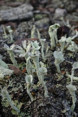 Cladonia deformis