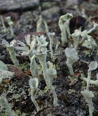 Cladonia deformis