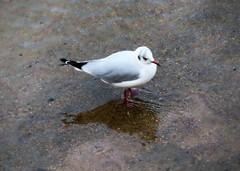 Chroicocephalus ridibundus