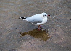 Chroicocephalus ridibundus