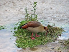 Alopochen aegyptiaca