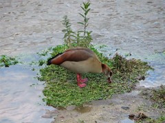 Alopochen aegyptiaca