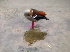 Alopochen aegyptiaca