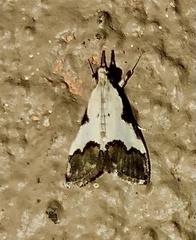 Autocharis jacobsalis