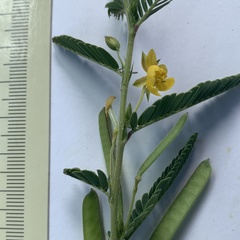 Chamaecrista stricta