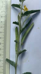 Chamaecrista stricta