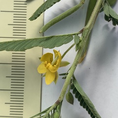 Chamaecrista stricta