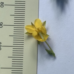 Chamaecrista stricta