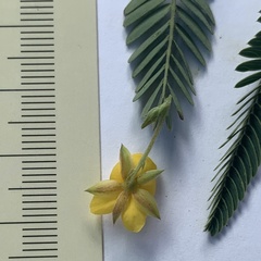 Chamaecrista stricta