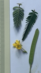 Chamaecrista stricta