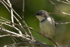 Apalis thoracica capensis
