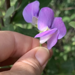 Vigna frutescens
