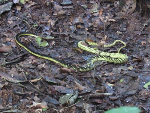 Photo of a Jameson's Mamba (Dendroaspis jamesoni)
