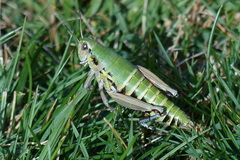 Cophopodisma pyrenaea