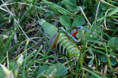 Cophopodisma pyrenaea