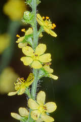 Agrimonia gryposepala