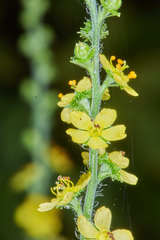 Agrimonia gryposepala