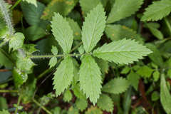 Agrimonia gryposepala