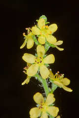 Agrimonia gryposepala
