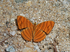 Chersonesia intermedia