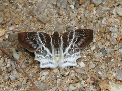Odontoptilum pygela