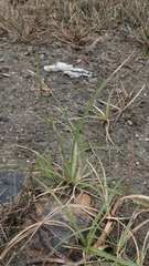 Cyperus sanguinolentus