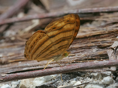 Chersonesia intermedia