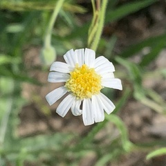 Felicia clavipilosa