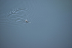 Aquarius adelaidis