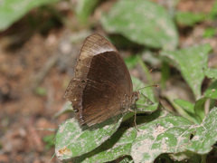 Mycalesis anaxias