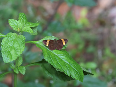 Celaenorrhinus cameroni