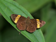 Celaenorrhinus cameroni