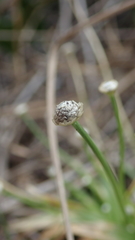 Eriocaulon truncatum