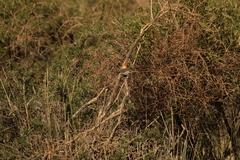 Curruca curruca althaea