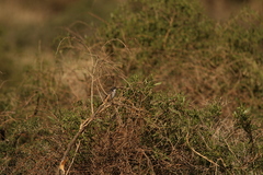 Curruca curruca althaea
