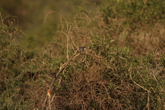 Curruca curruca althaea