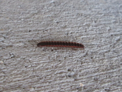 Pseudopolydesmus canadensis