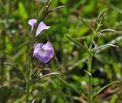 Agalinis communis